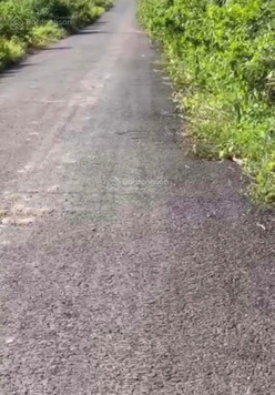 Chính chủ cần bán gấp 1,2ha đất trồng cao su, MT đường nhựa, giá 6,6tỷ