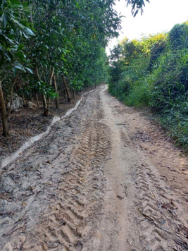 Bán hơn 2.9 mẫu Tân Tiến - Lagi đường xe hơi tới đất giá 900tr/mẫu tặng kèm cây keo 3 năm tuổi