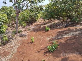 Cần bán gấp 51.200m2 chính chủ có 400m2 thổ cư, bán nhanh trước Tết thương lượng mạnh