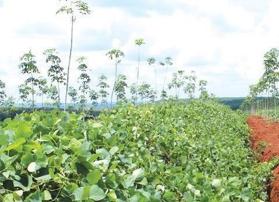 Chính chủ cần bán 2,5ha (thực tế hơn 3ha) đất đỏ bazan tại Hưng Phước - Bù Đốp giá 3,8 tỷ