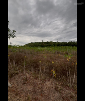 Bán 1sào đất ấp Tân Mai, xã Lộc Thành, Lộc Ninh giá 635tr