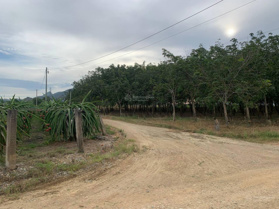 Đất cao su Bình Thuận cần bán gấp đang cho thu hoạch 20-25 triệu