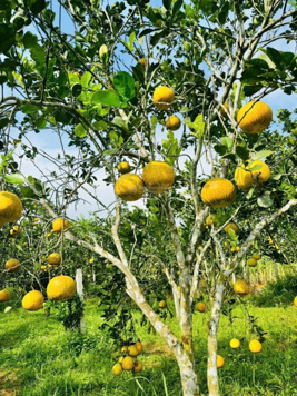 Bán 6000m2 có 400ont còn lại là đất CLN (DT chưa vào sổ 3000m đất HNK) Cao Sơn, Đà Bắc, Hòa Bình