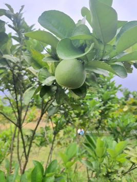 Hơn 1tỷ, chính chủ bán 4000m2 đất sẵn nhà cấp 4,vườn cây ăn quả tại Tân Lạc Hòa Bình,mặt đường ôtô