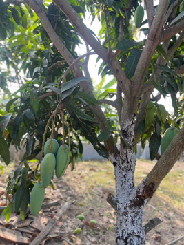 🔥 HIẾM! BÁN NHÀ VƯỜN MẶT TIỀN NGUYỄN VĂN TẠO – CẠNH TRƯỜNG QUỐC TẾ MỸ – GIÁ CHỈ 6,5 TỶ 🔥