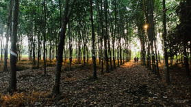 Bán đất Lộc Ninh, 3,2 tỷ, 10.906 m2, sẵn sổ đỏ, đất vuông vức, 800 cao su, 20 cây ăn trái 15 năm