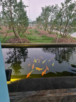 Chuyển nhượng trang trại, nghỉ dưỡng, làm kho xưởng ở Thị Trấn Phú Minh Phú Xuyên LH 0973 462 975