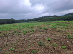 Cần bán nhanh lô đất rẫy đất bằng phẳng - có sẵn đường bê tông