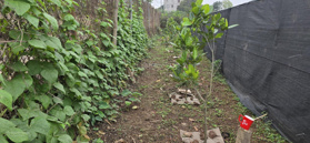 Cho thuê ô vườn trồng rau sát trung tâm Hà Nội