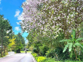 Biệt thự 348m2 6 phòng ngủ,vị trí trung tâm Flamingo Resort, kinh doanh dòng tiền 450tr/năm