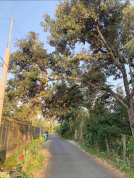 Bán 14 công sầu riêng 1 năm tuổi Cái Bè - Tiền Giang