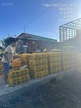 Cho thuê trang trại 7000m² tại Lộc Ninh Cơ hội khởi nghiệp chăn nuôi thu nhập cao