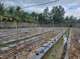 Bán đất tại Xã Vị Thủy, Hậu Giang, giá 1,857 tỷ, diện tích 2000 m2 có 1811m2 thổ cư