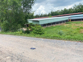 Trang trại 2ha cạnh Củ Chi, quy hoạch khu dân cư, thị xã Trảng Bàng