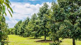 Bán gấp 2 miếng vườn sầu riêng 3 năm tuổi