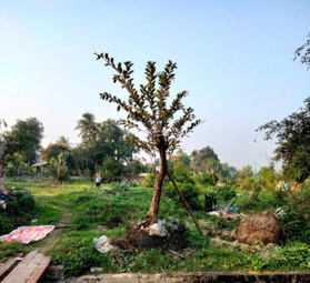 Bán đất nền đẹp tại xã Tiên Trang, Quảng Xương, Thanh Hóa, 2,25 tỷ, 137,5 m2