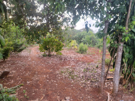 Đất vườn gần uy ban khu vực dân cư gần trường học gần chợ tương lại phat