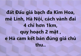 Đấu giá BẠCH ĐA Kim Hoa Mê Linh Hà Nội