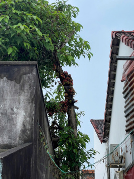 Bán đất phố Mạc Cửu gần TTTM, chợ Dương Đông - MT 7m DT: 105m Gía bán: 4,2 tỷ