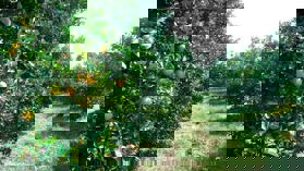 khu đất trang trại huyện Thanh Chương