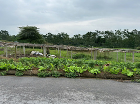 Bán gấp lô đất tại Tích Sơn, Vĩnh Yên 98,7m2 mặt tiền 5m full thổ cư giá chỉ 2,2 tỷ